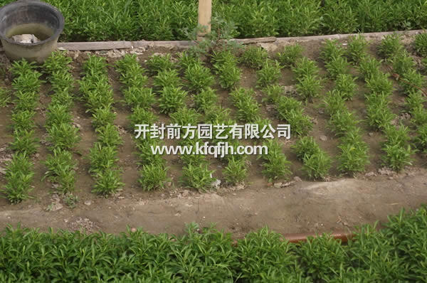 開(kāi)封前方園藝——五色草種苗廠家直銷(xiāo)